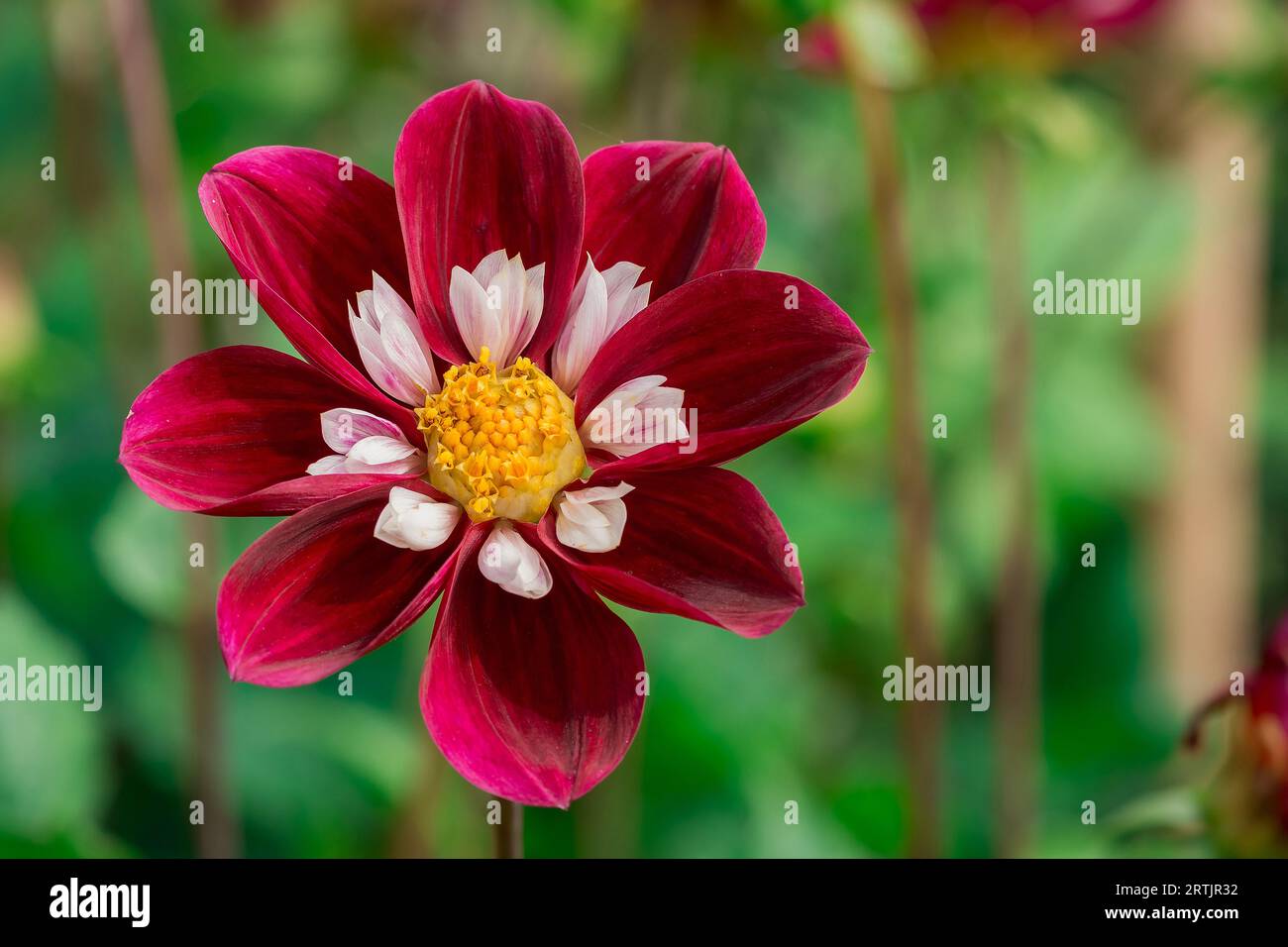 dahlienblüten mit floralem Hintergrund an einem sonnigen Tag Stockfoto