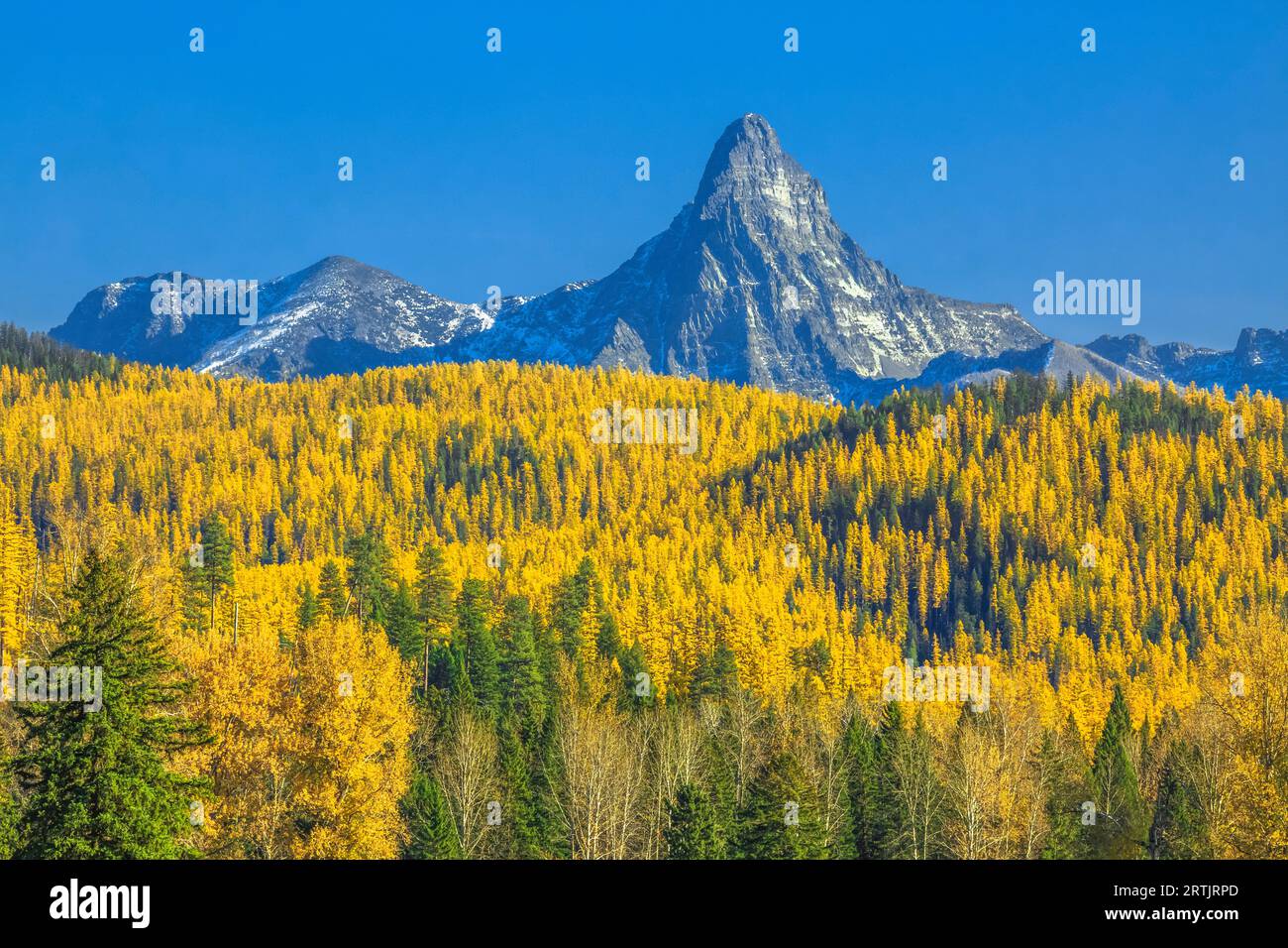 Mount saint nichola und die Ausläufer der Herbstlärche im Gletscher-Nationalpark, der sich über dem Flathead-Tal der Mittelgabel in der Nähe von essex, montana, erhebt Stockfoto