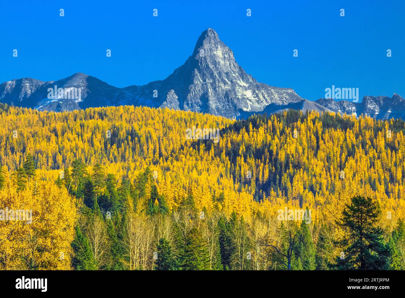 Mount saint nichola und die Ausläufer der Herbstlärche im Gletscher-Nationalpark, der sich über dem Flathead-Tal der Mittelgabel in der Nähe von essex, montana, erhebt Stockfoto