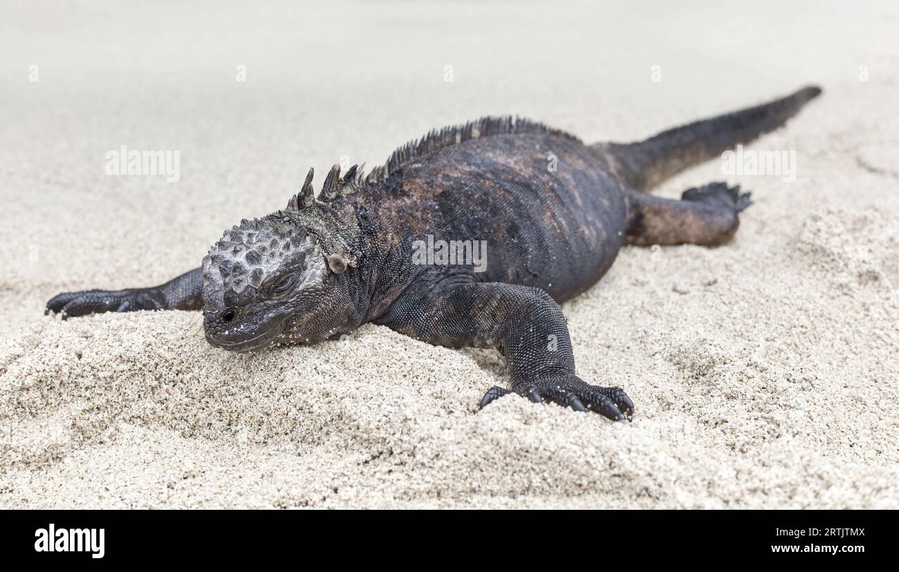 Galapagos Meeriguane auf Sand, selektiver Fokus, Ecuador. Stockfoto