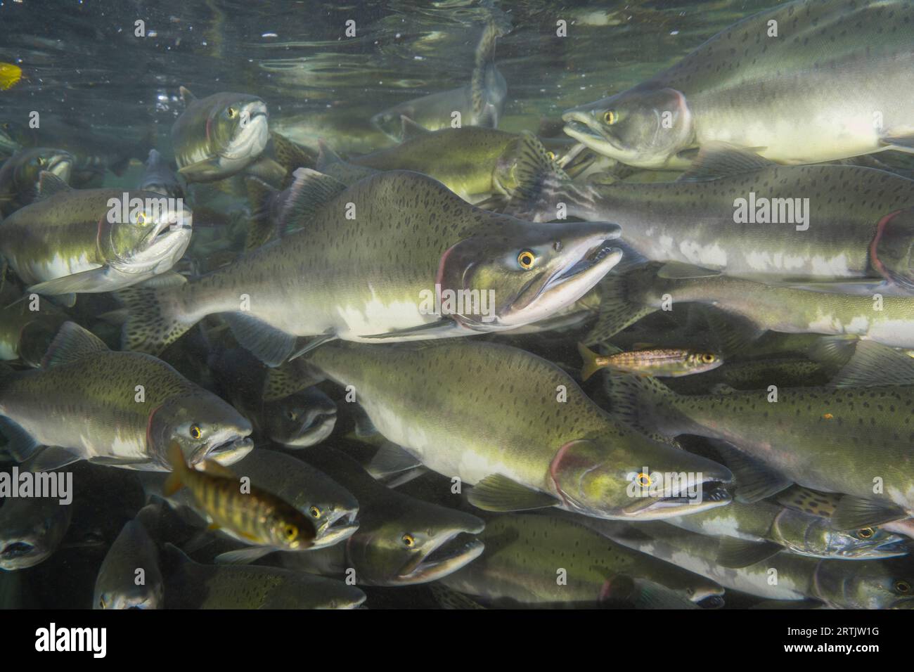 Schule für ausgewachsene Lachse mit Laichfarben im südlichen British Columbia, Kanada. Stockfoto