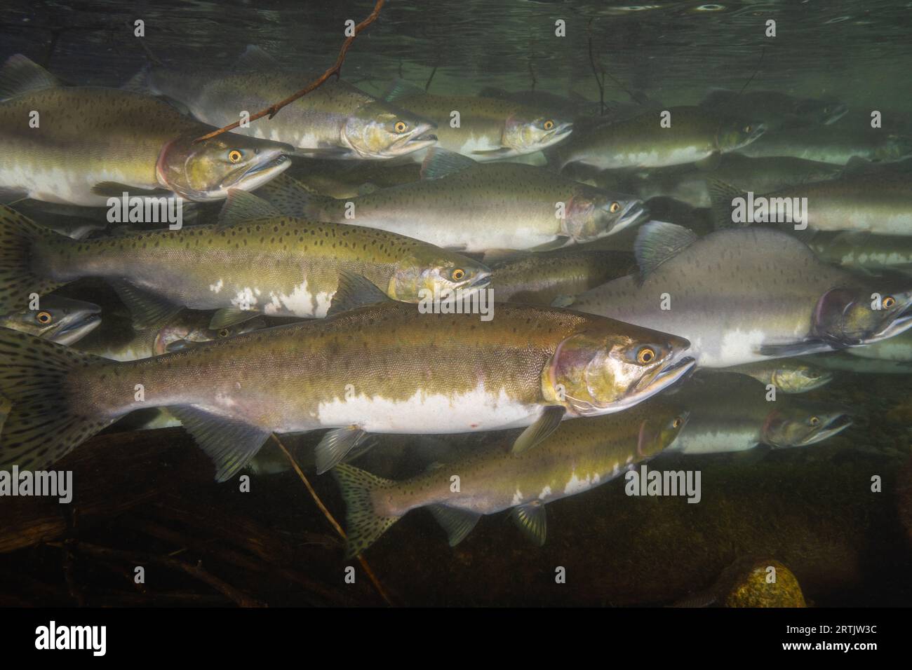 Erwachsener rosafarbener Lachs in einem Fluss in Kanada. Stockfoto