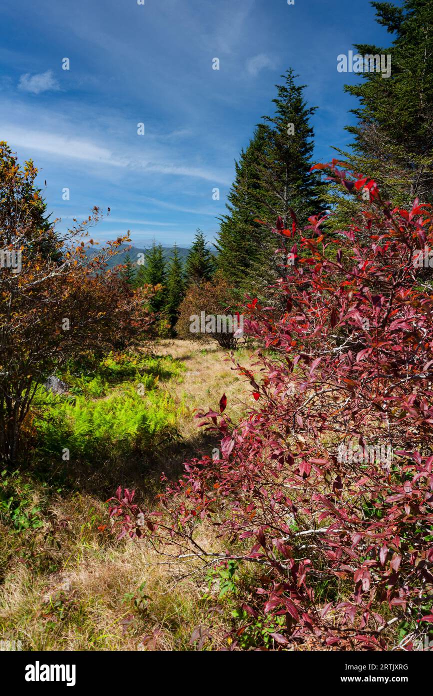 Andrews bald im Herbst im Great Smoky Mountains National Park Stockfoto