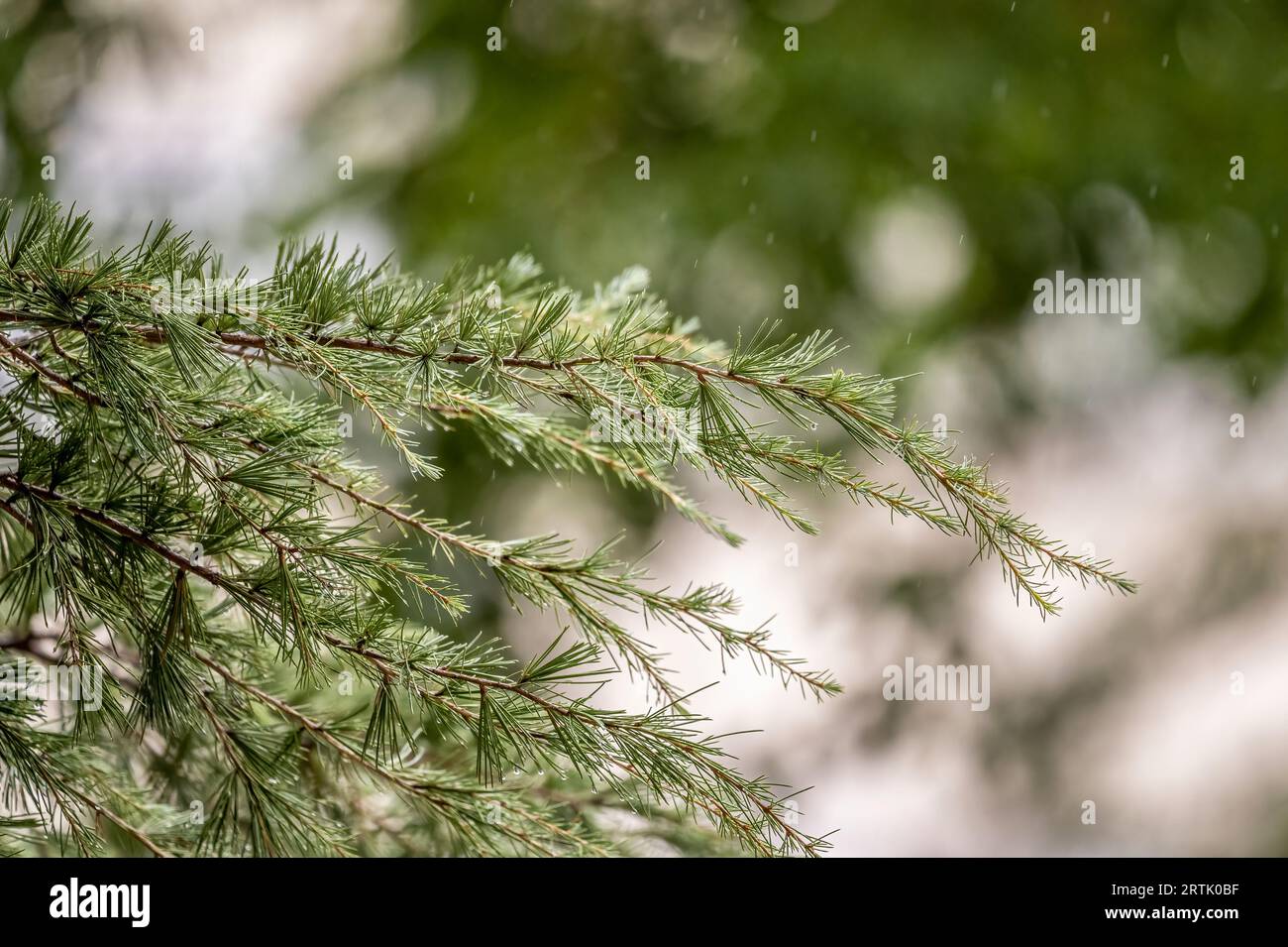 Nahaufnahme der Äste einer Kiefer, wenn das Wasser von einem starken Regen eines Sommersturms auf sie fällt Stockfoto