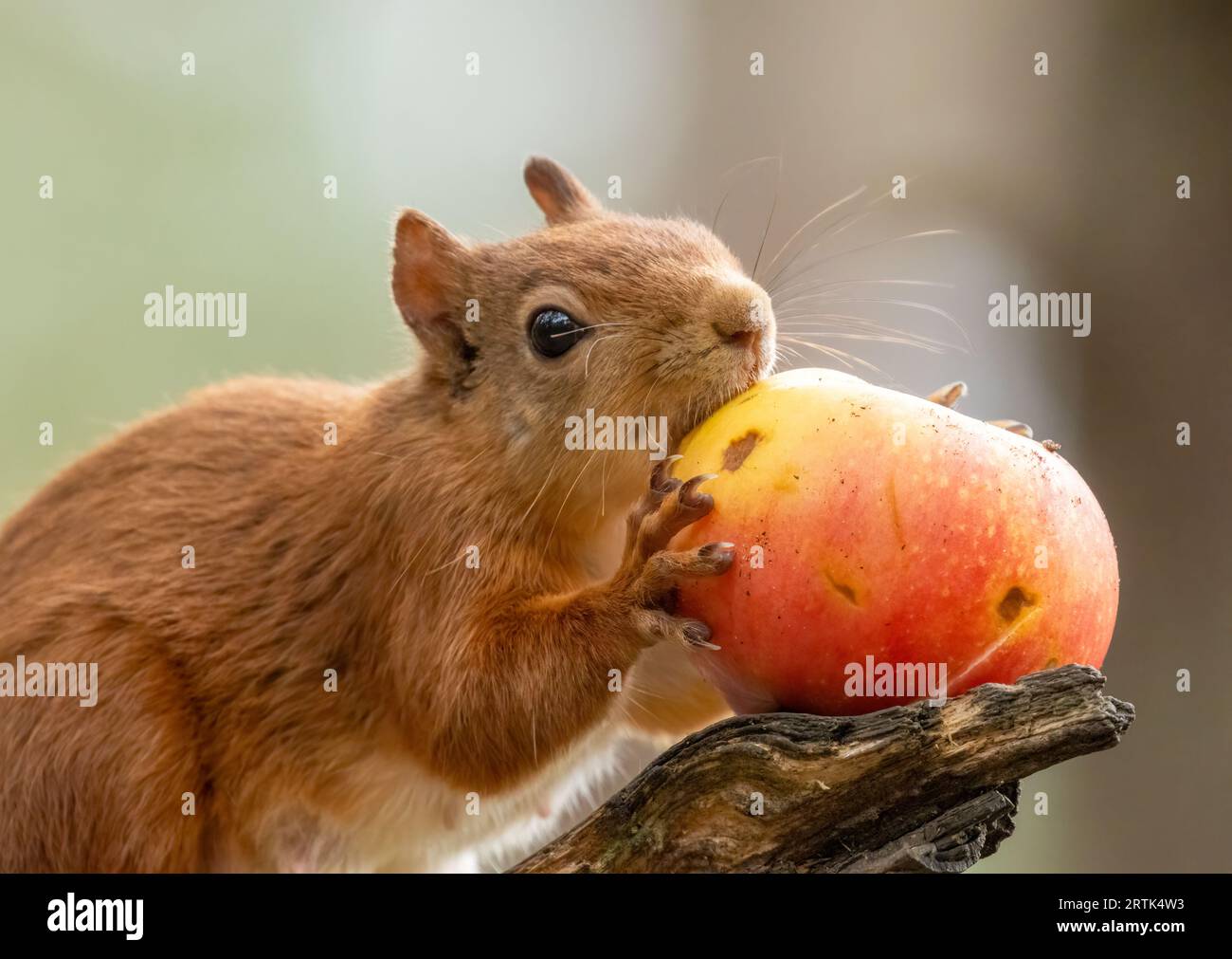 Entzückendes hungriges kleines schottisches Rotes Eichhörnchen, das einen saftigen roten Apfel auf dem Ast eines Baumes im Wald isst Stockfoto