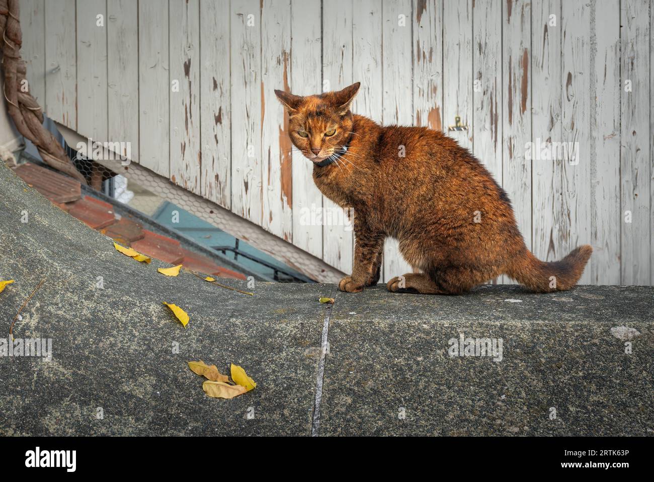 Rote Chausie-Katze mit Kragen Stockfoto