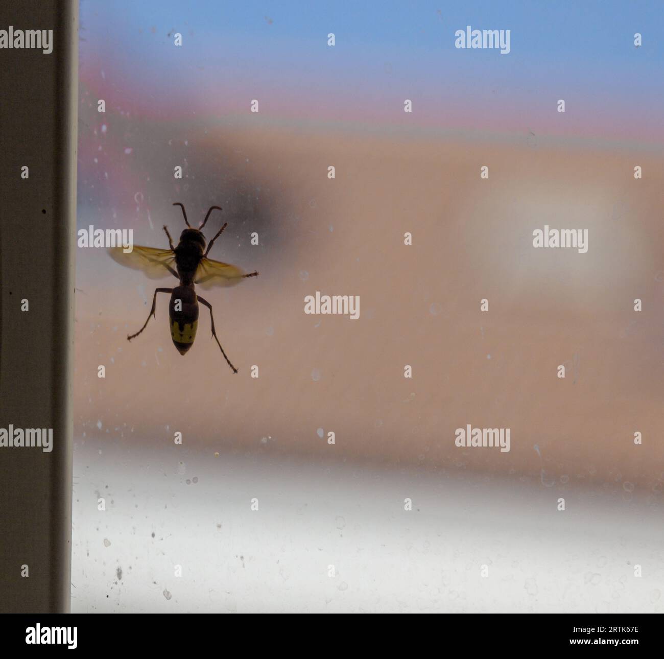 Silhouette einer Wespe auf einem Fenster. Stockfoto
