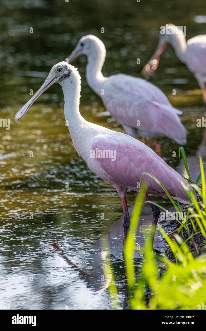 Rosettenlöffel (Platalea ajaja) waten in einem Teich im Amelia Island State Park entlang der Nordostküste Floridas. (USA) Stockfoto