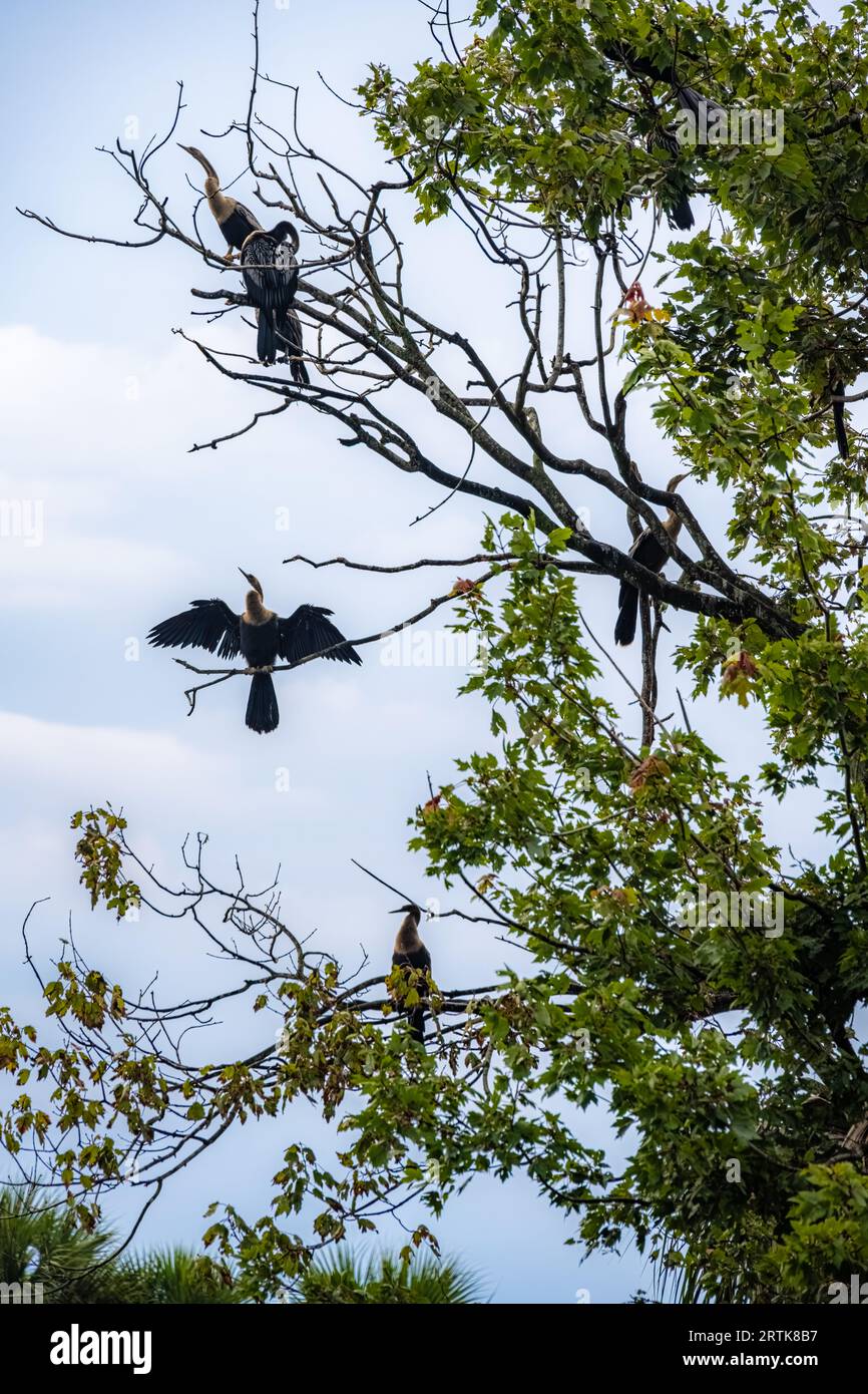 Anhingas (auch bekannt als Wassertruthühner oder Schlangenvögel) sonnen sich auf einer Inselschule im Bird Island Park in Ponte Vedra Beach, Florida. (USA) Stockfoto