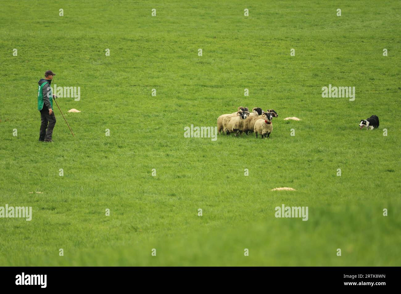 Jean-Remi Lesurques und Dog Fan arbeiten zusammen, um zwei der Schafe bei den World Sheep Dog Trials 2023 von der Gruppe zu trennen Stockfoto