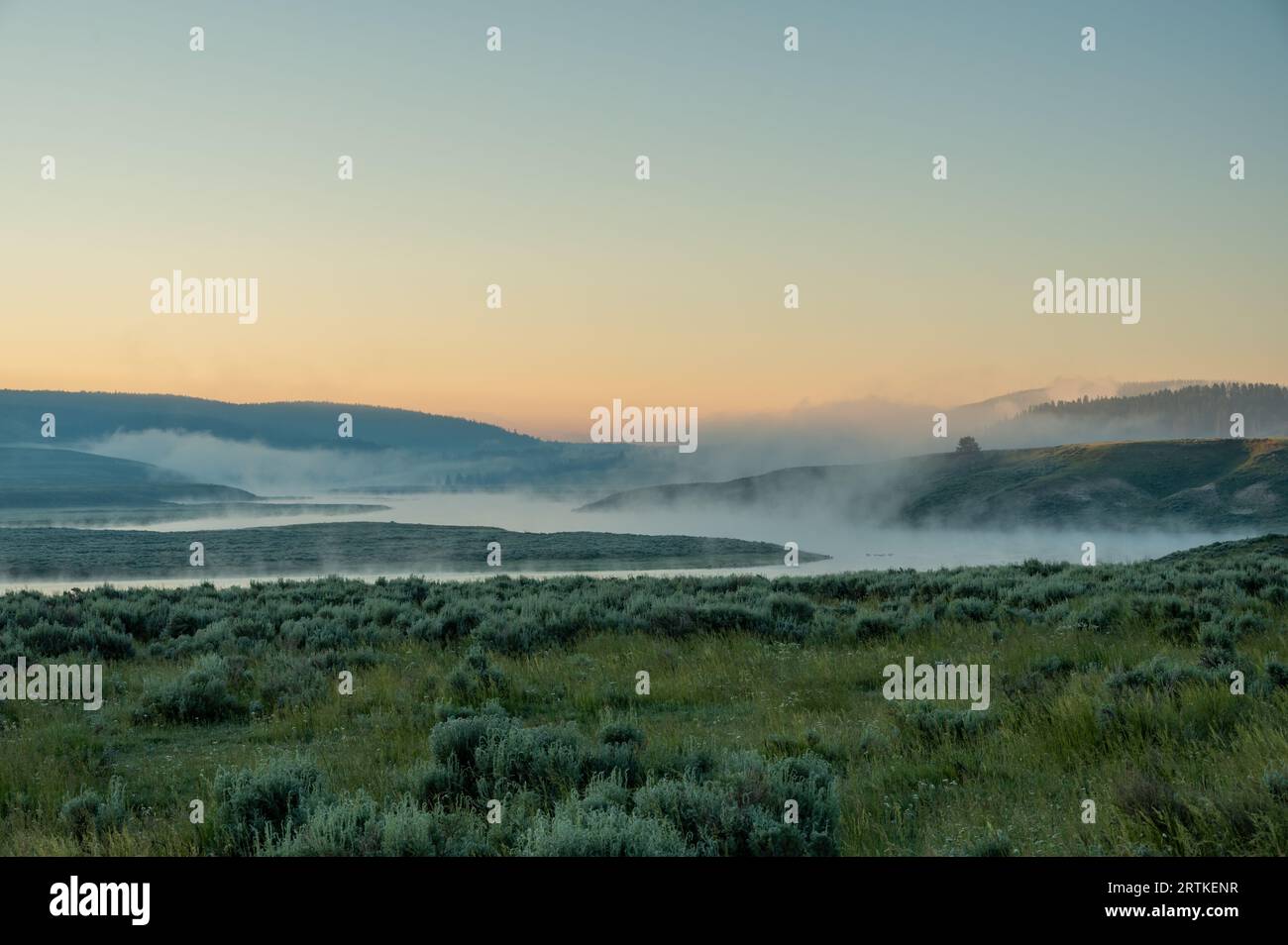 Clear Field am Rande des Fog Coverd Yellowstone River im Hayden Valley Stockfoto