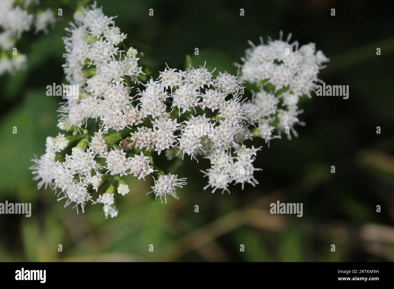 Weiße Schlangenfußblüten im Algonquin Woods in des Plaines, Illinois Stockfoto