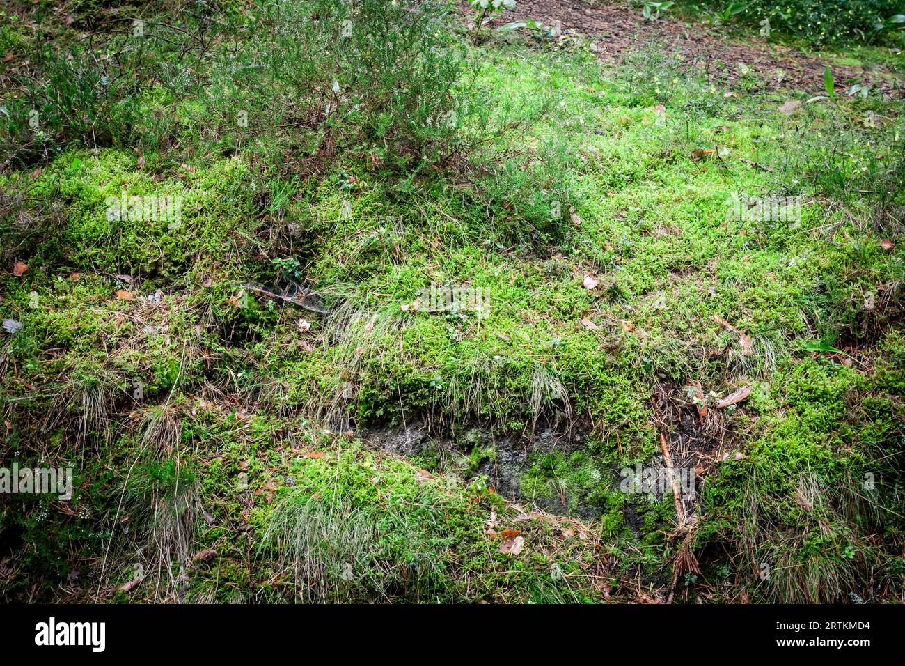 Bild eines mit Moos bedeckten Felsens. Moose sind kleine, nicht vaskuläre blühende Pflanzen in der taxonomischen Abteilung Bryophyta sensu stricto. Bryophyta Mai Stockfoto