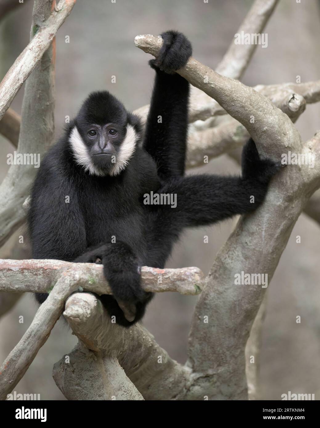 Weißwangengibbon (Nomascus leucogenys) auf Baumzweig sitzend Stockfoto