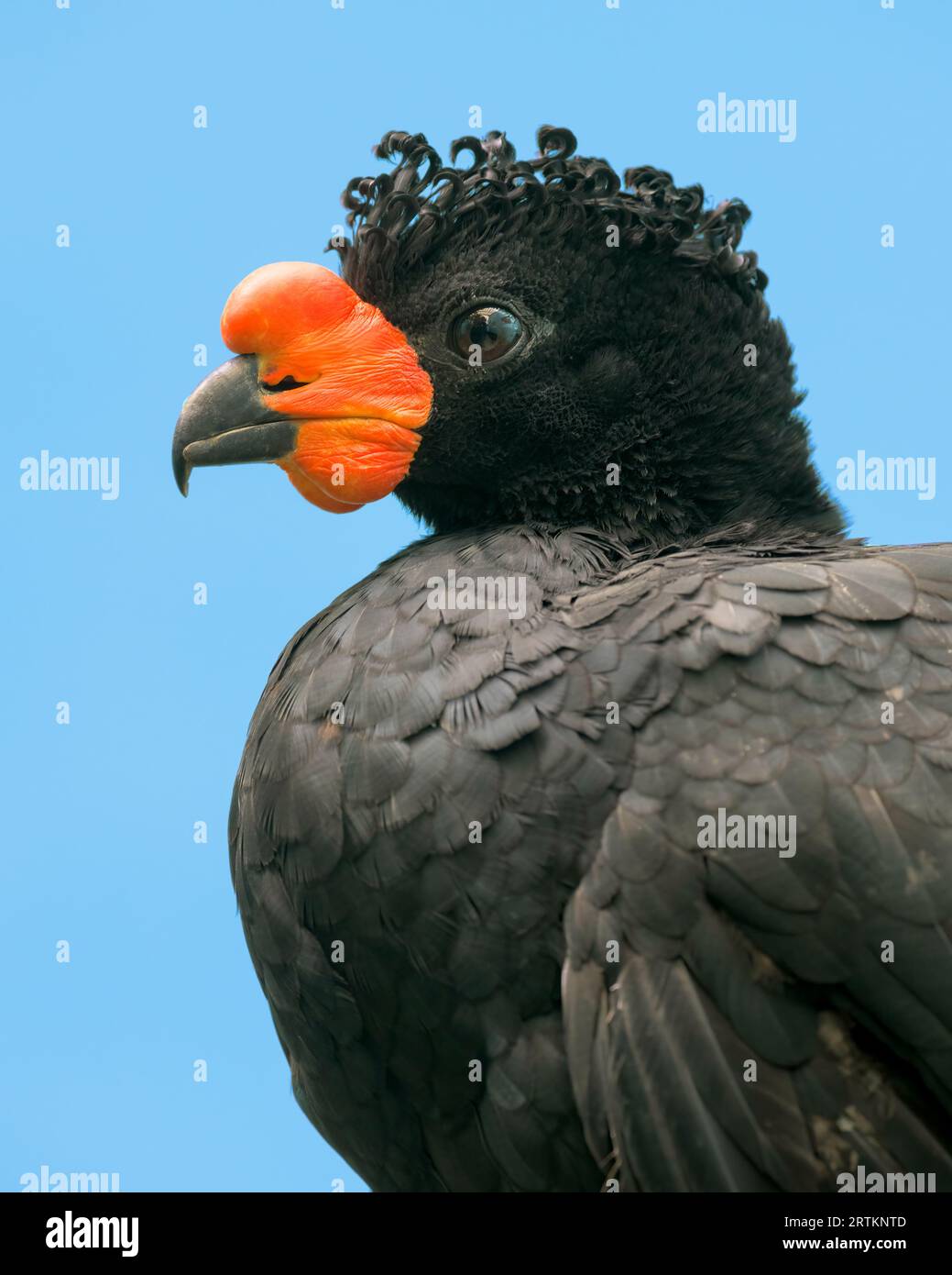 Wattled Curassow (Crax Globulosa) Nahaufnahme Porträt vor klarem blauen Himmel Stockfoto