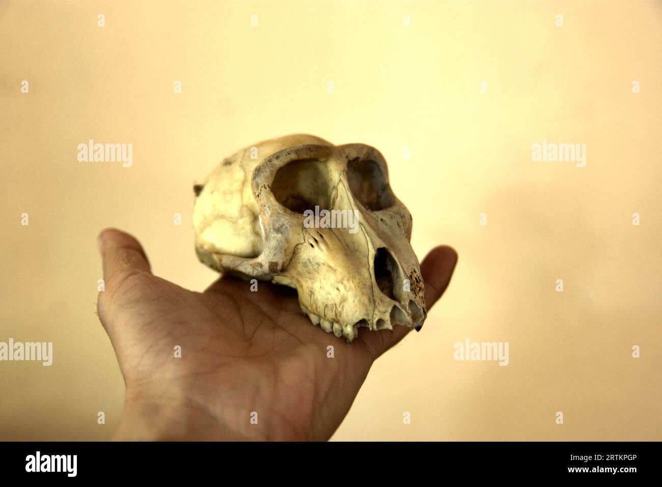 Schädel eines Makaken (Macaca nigra), der tot in der Nähe des Tangkoko Nature Reserve, Nord-Sulawesi, Indonesien gefunden wurde. Die meisten Herausforderungen im Zusammenhang mit der Erhaltung von Primaten sind das Ergebnis menschlichen Verhaltens. Mit anderen Worten, die Erhaltung von Primaten ist eine verhaltensbezogene Herausforderung und erfordert daher verhaltensbasierte Lösungen. „Es braucht eine ganzheitliche Strategie aus Bildung, Kapazitätsaufbau und gemeindenaher Erhaltung, die sich auf eine Mischung aus Erkenntnissen aus verschiedenen sozialwissenschaftlichen Disziplinen stützt, sowie auf direkte Forschung mit Gemeinschaften in der Region, die ihre kulturelle Geschichte und ihr Verhalten erforschen... Stockfoto