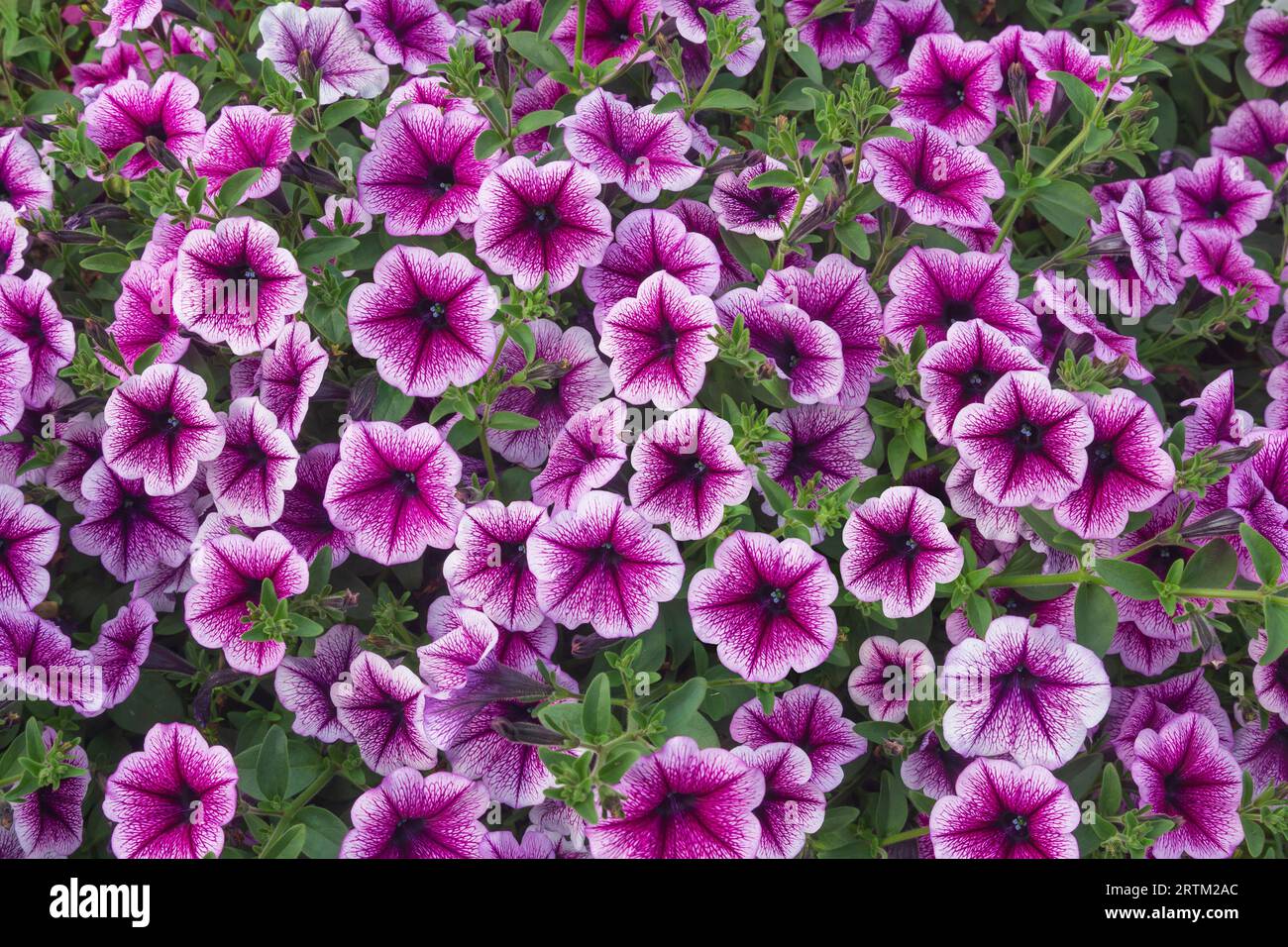Viele leuchtend violette Petunienblüten. Nahaufnahme, horizontale Ausrichtung. Stockfoto