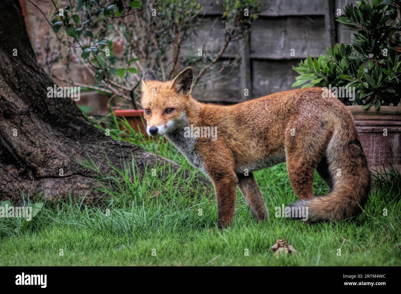 Ein entzückender Fuchs, der ruhig durch einen üppigen grünen begrünten Hinterhof läuft Stockfoto