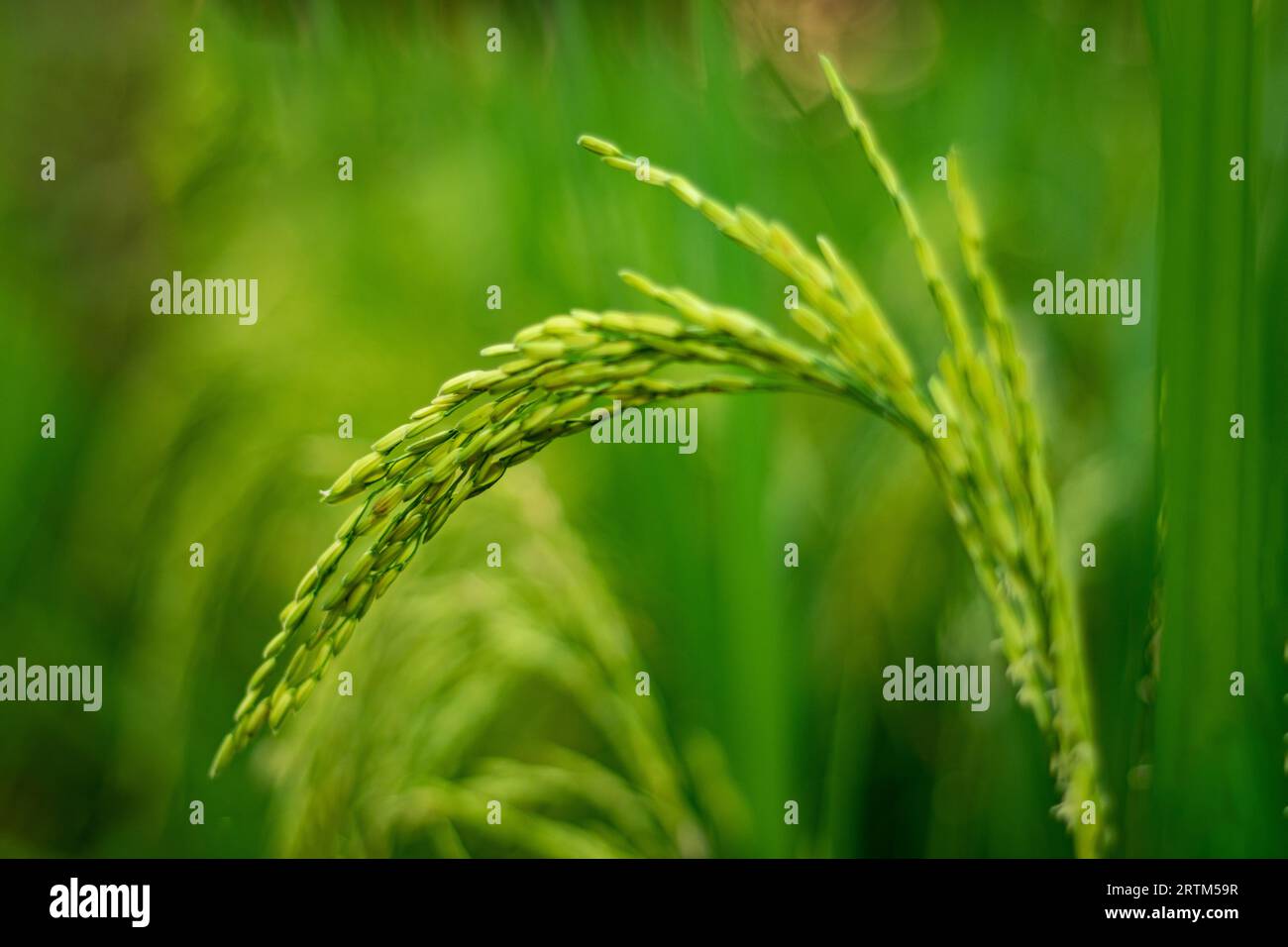 Schließen Sie ein paar rohe grüne Reisfelder ab. Ein größeres landwirtschaftliches Paddy-Feld-Ökosystem besteht aus Oberflächenwasser. Paddy-Reis ist für einen Großteil der Früchte ein Grundnahrungsmittel Stockfoto