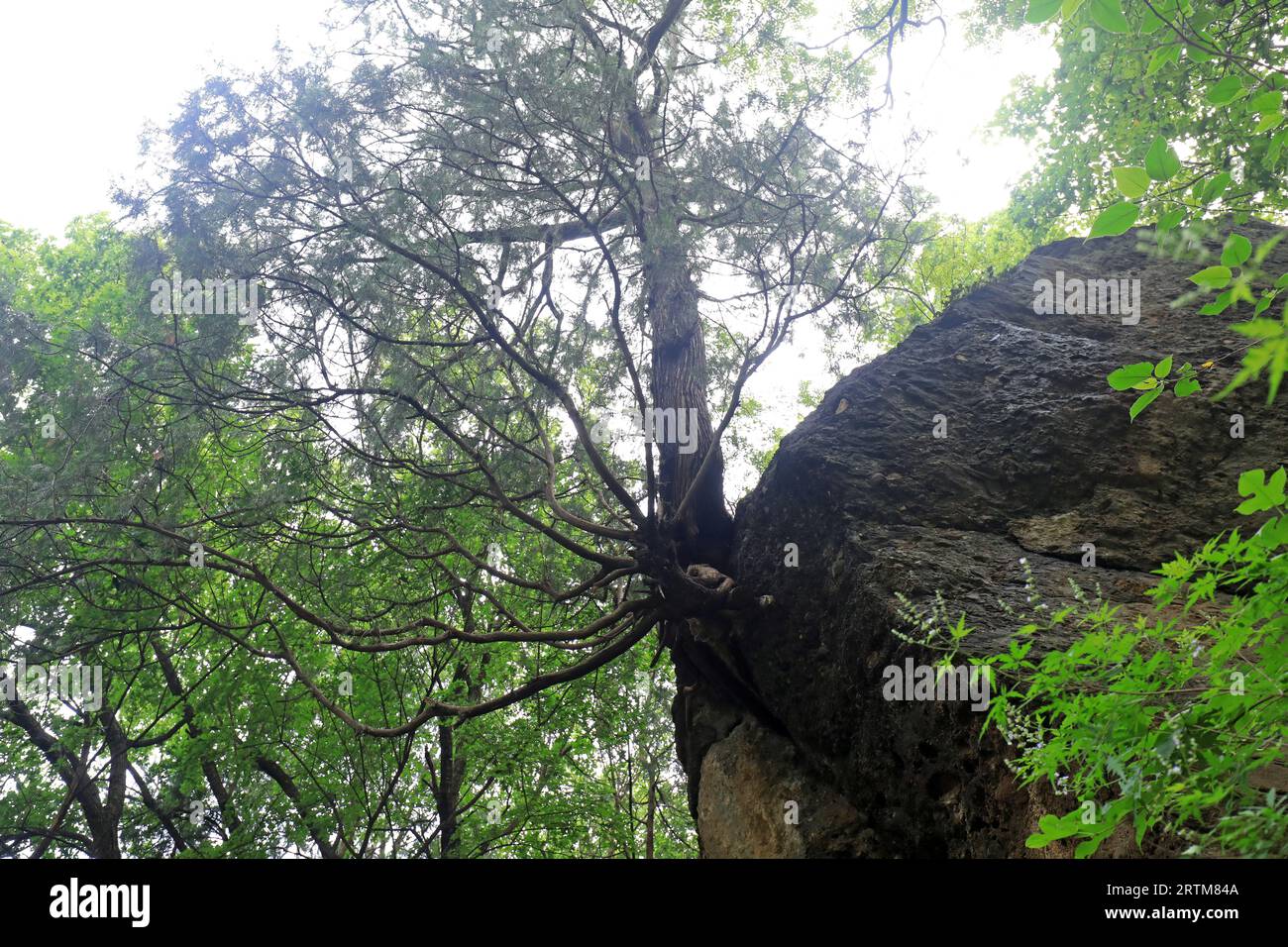 Kiefern wachsen auf riesigen Felsen, Beijing Botanical Garden Stockfoto