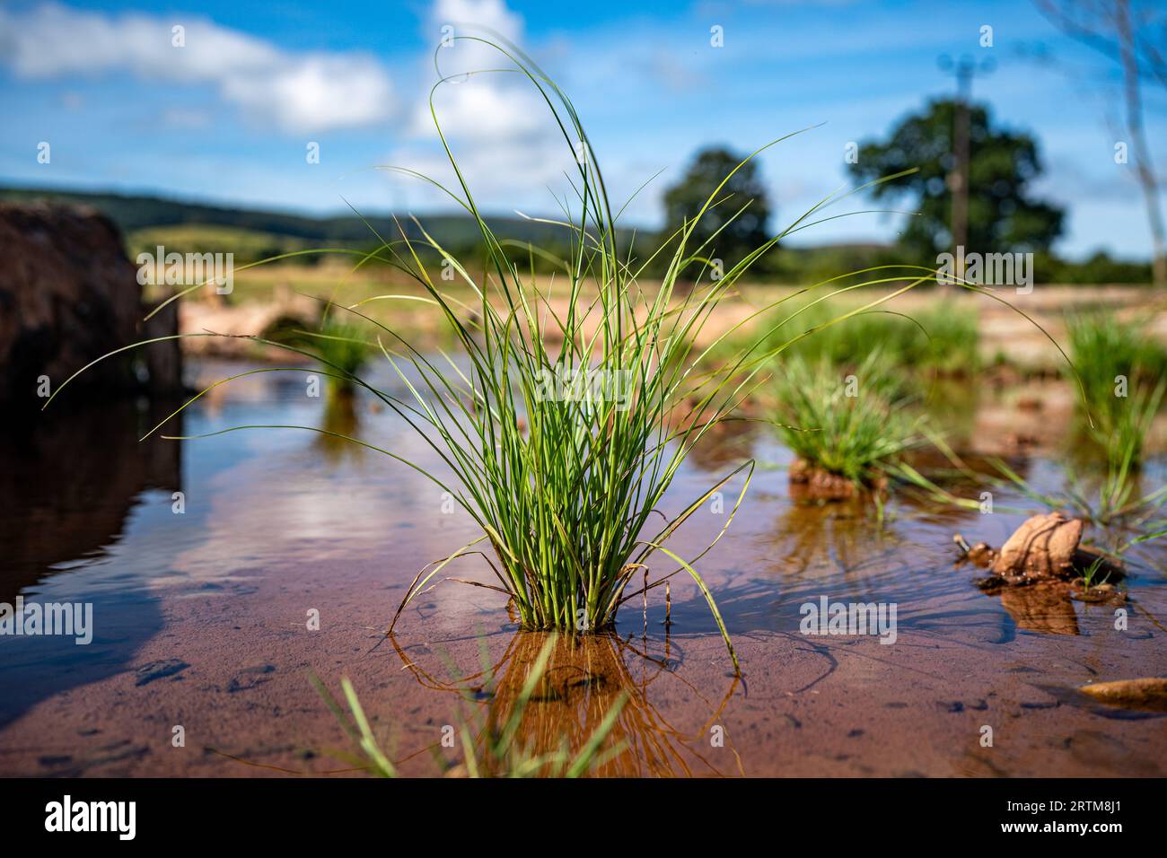 Pflanzen und Wildtiere gedeihen auf der aller auf dem National Trust Holnicote Estate, Exmoor, Somerset, wo der erste Versuch, eine natürlichere, vielfältigere und widerstandsfähigere Feuchtlandschaft und Landschaft im Vereinigten Königreich zu schaffen, dazu beitragen wird, die Auswirkungen des Klimawandels wie Überschwemmungen und Dürren zu bekämpfen. Bilddatum: Mittwoch, 13. September 2023. Stockfoto