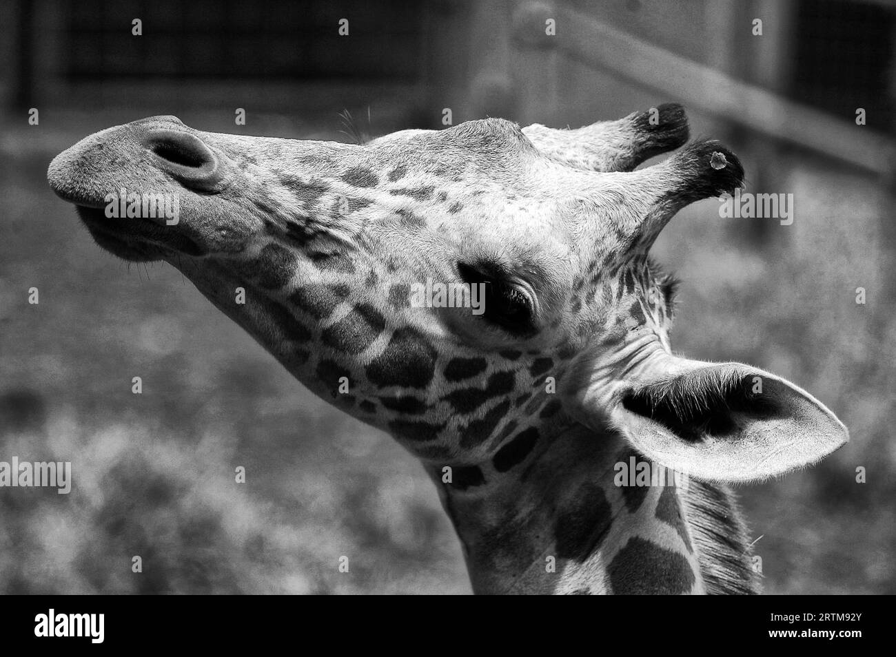 Foto Giraffen, Pflanzenfresser Stockfoto