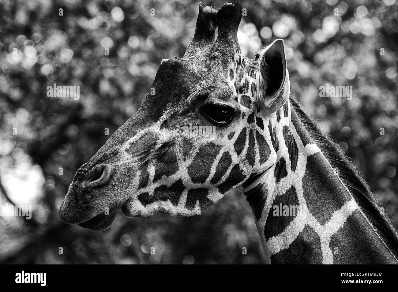 Foto Giraffen, Pflanzenfresser Stockfoto