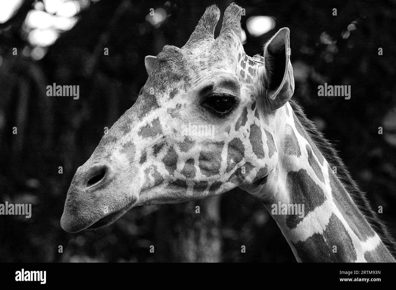 Foto Giraffen, Pflanzenfresser Stockfoto