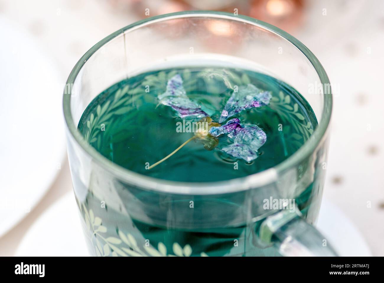 Glas Tasse Schmetterlingserbse oder blauer Erbsentee, Kräutertee Infusion, Nahaufnahme Stockfoto