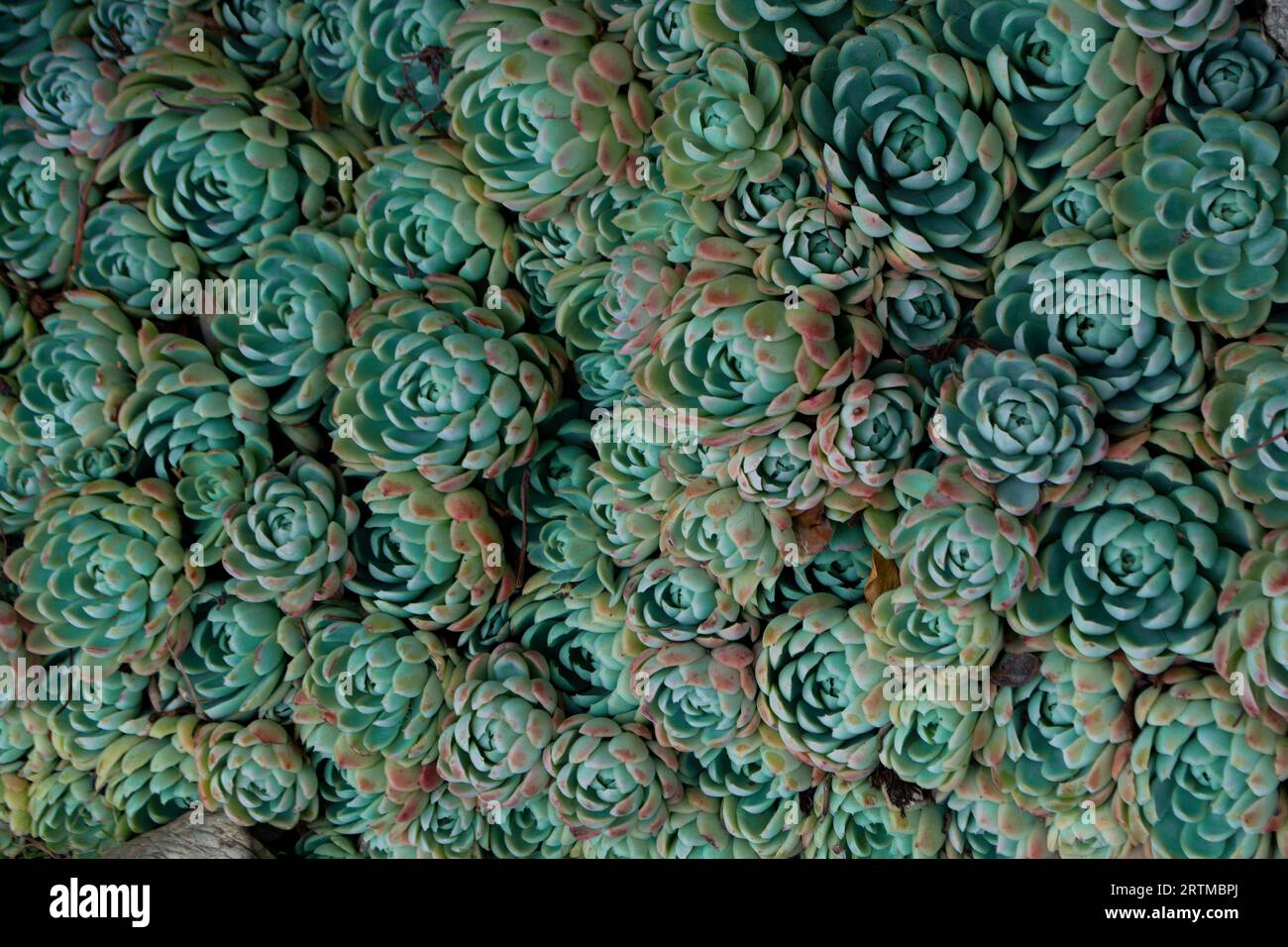 Nahaufnahme eines Teelaktus. Teal Kaktusblätter. Tidewater grüner Hintergrund. Kaktus Pflanzen Muster Tapete. Sukulente Pflanzenmuster. Details eines Nachsukzesss Stockfoto