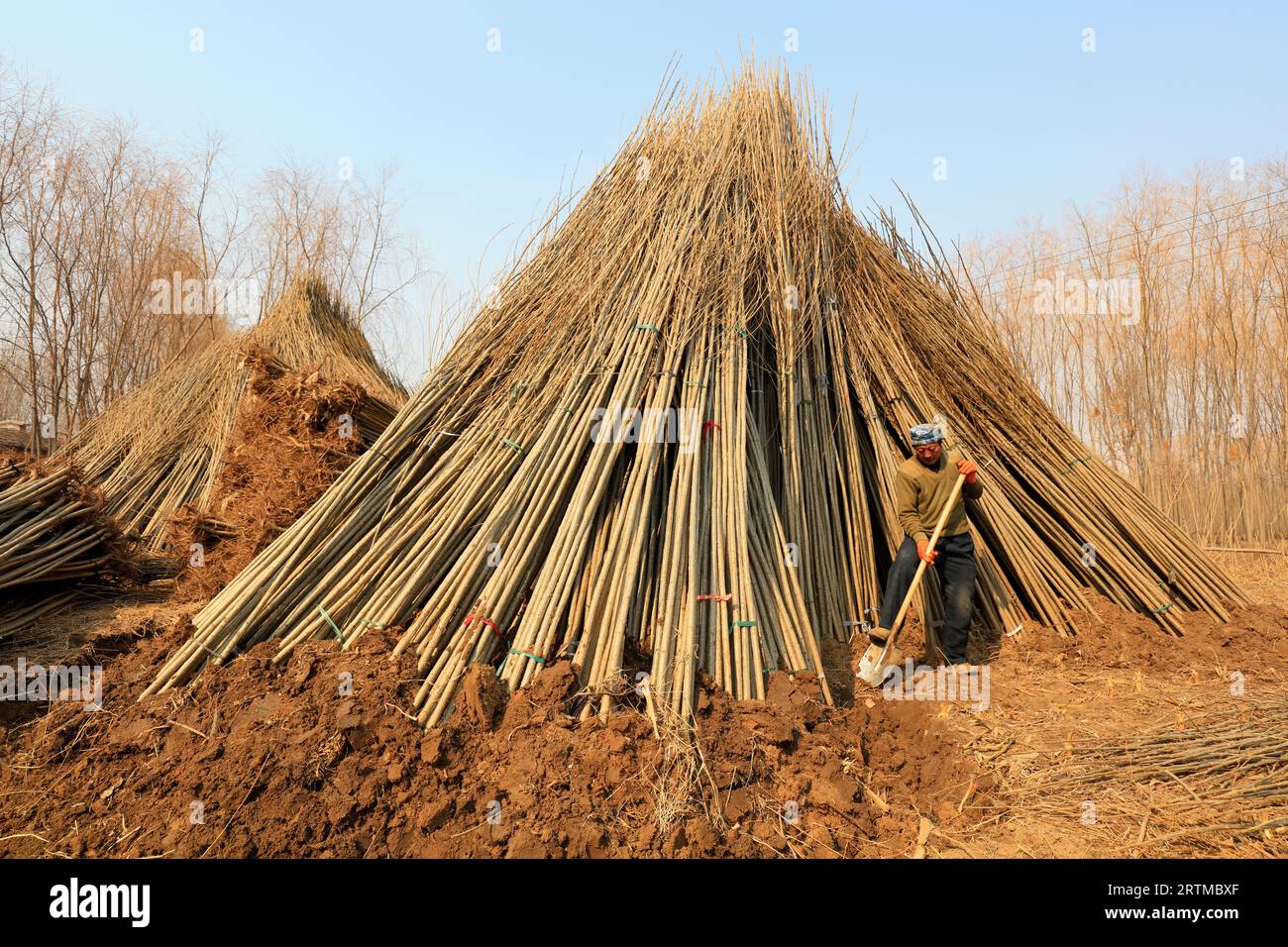 Luannan County - 22. März 2018: Bauern bauen die Setzlinge an, führen vorübergehende Wartungsarbeiten durch, Luannan County, Provinz hebei, China. Stockfoto