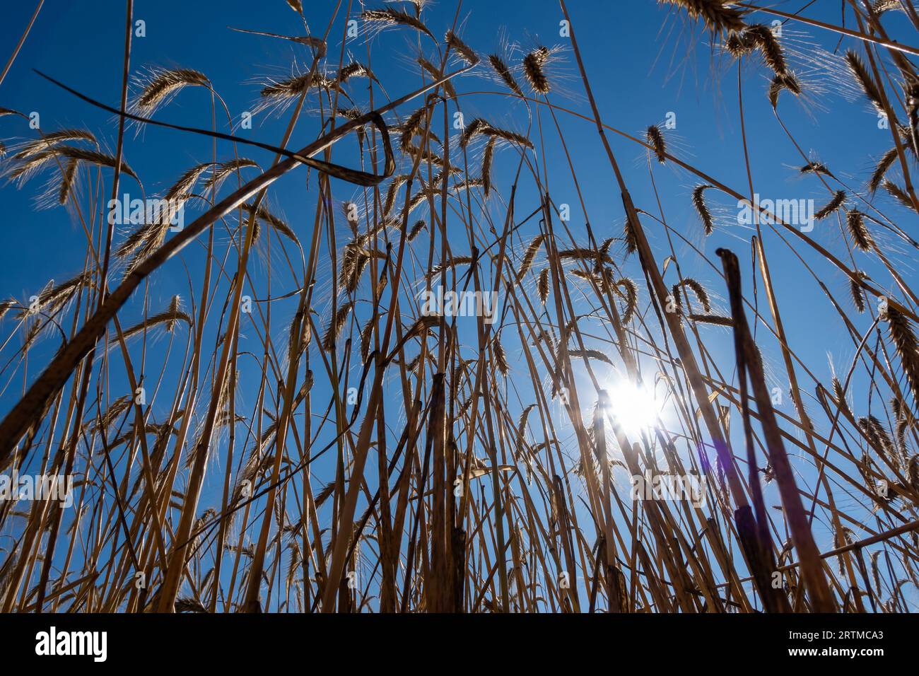Goldene Ohren aus reifem Getreide gegen den blauen Himmel. Schwacher Shot. Froschperspektive. Foto am Mittag an einem sonnigen Tag Stockfoto