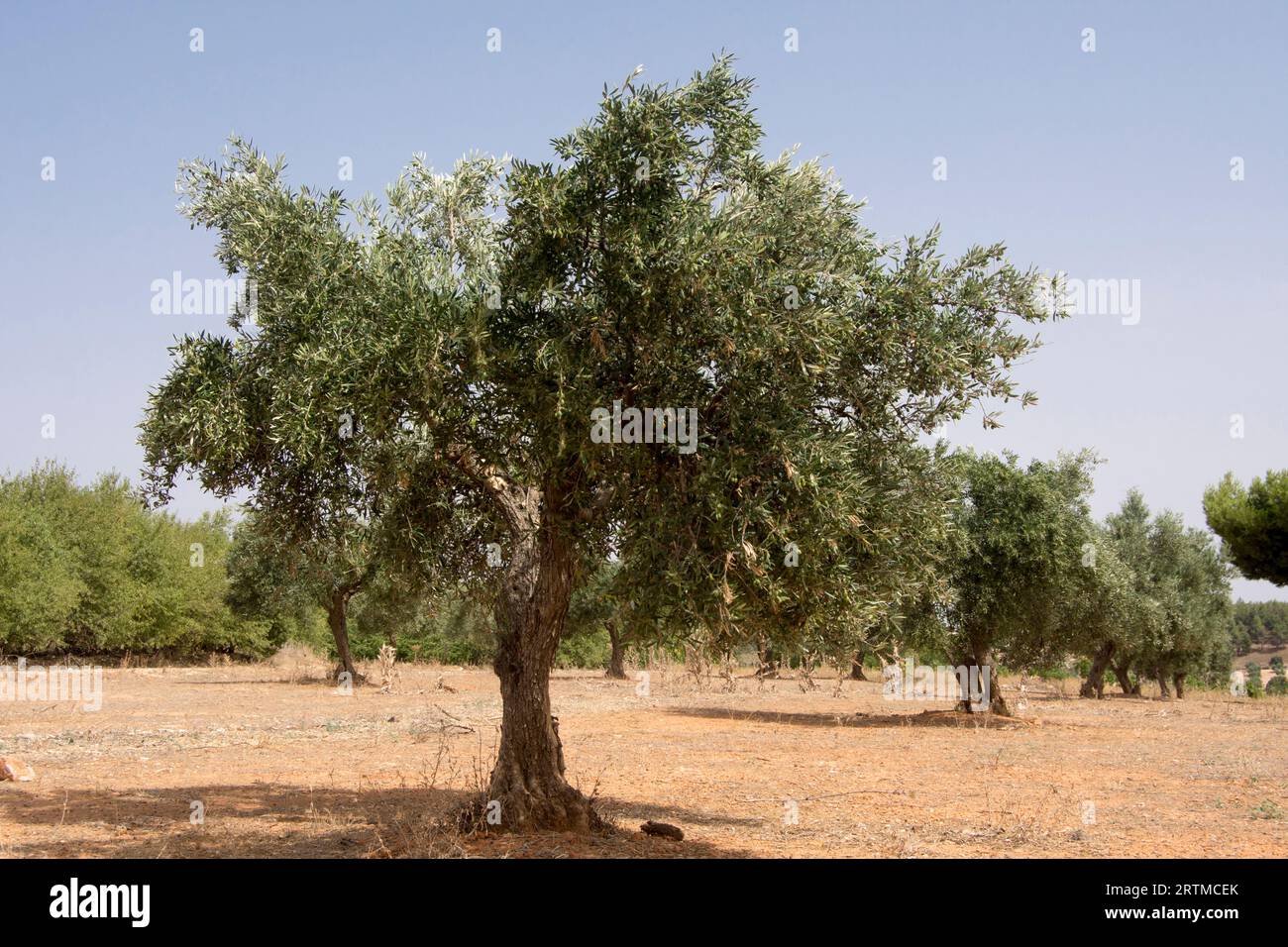 Olivo centenario en olivar Mediterráneo Stockfoto