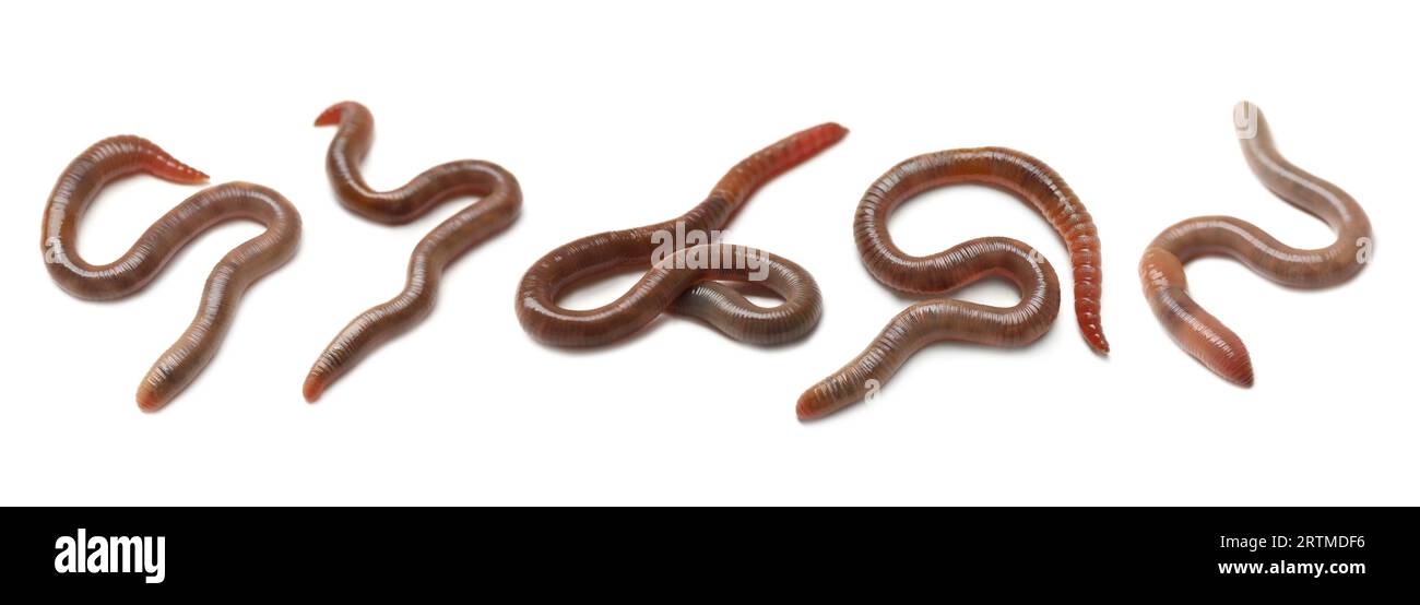 Set mit vielen Würmern isoliert auf weiß Stockfoto