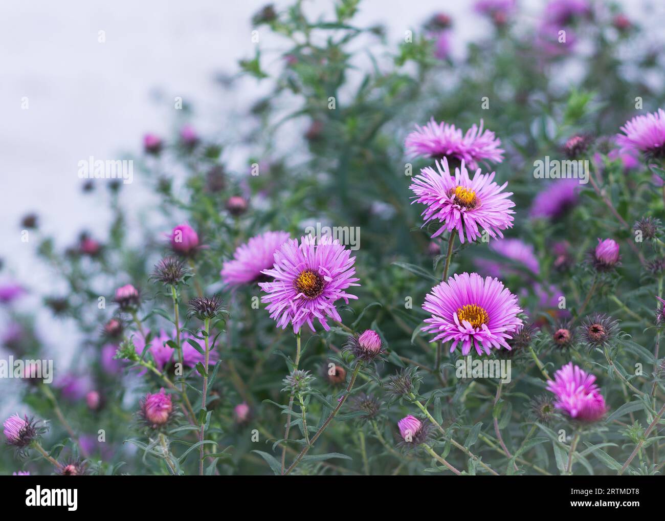 Symphyotrichum novi-belgii, auch bekannt als New York Aster, eine Gattung der Familie Asteraceae Stockfoto