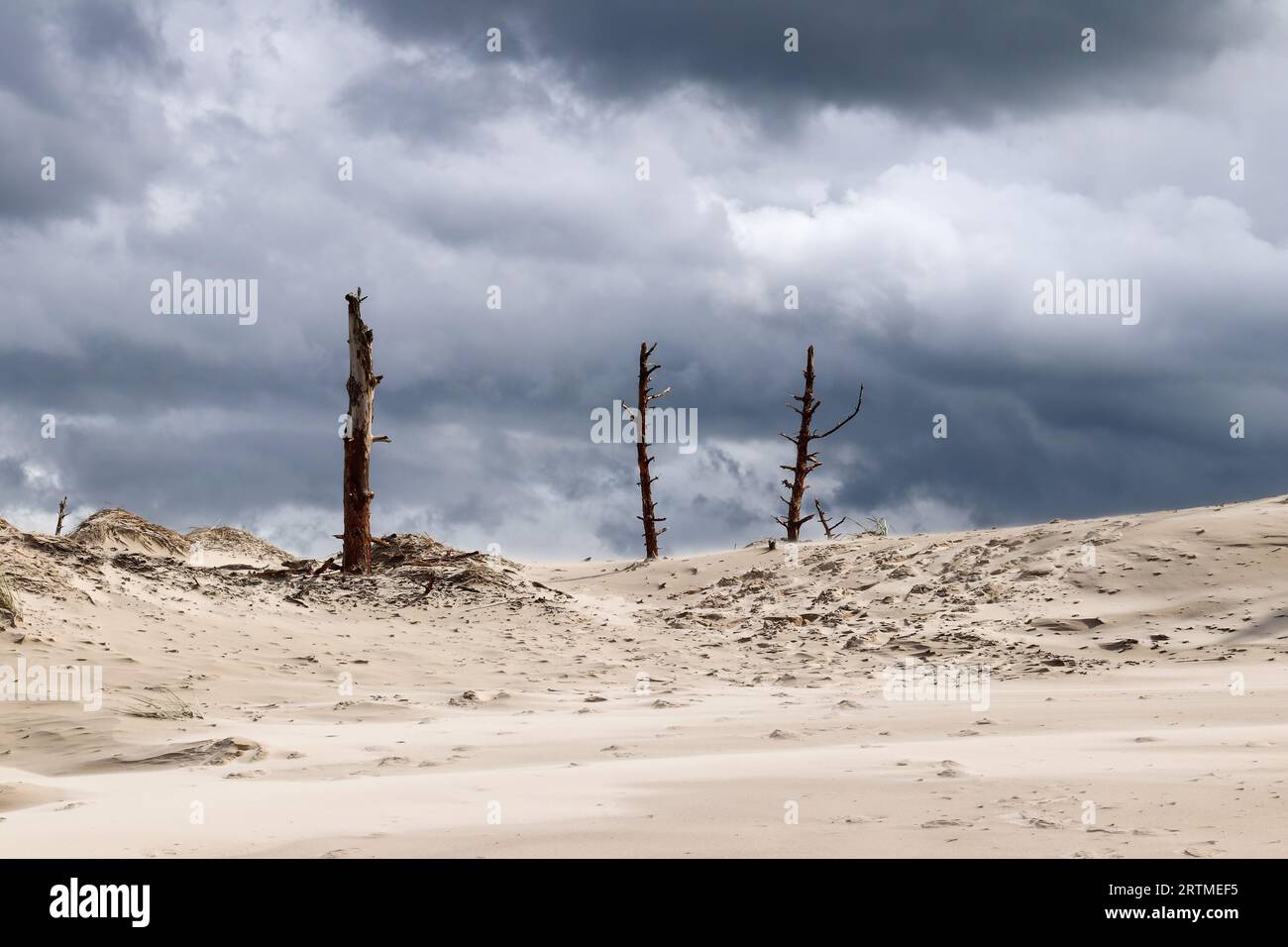 Tote Bäume in Sanddünen an der Ostseeküste, Smoldzino, Polen Stockfoto Tote Bäume in Sanddünen an der Ostseeküste, Smoldzino, Polen Stockfoto