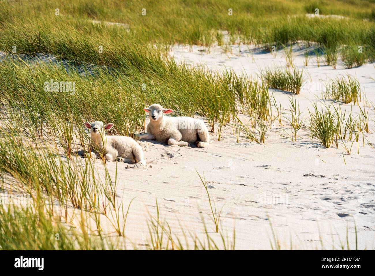 Wunderschöne Landschaft am Morgen mit 2 Lämmern, die sich im Sand entspannen, am Sylt Inselstrand, in der Nordsee, Deutschland Stockfoto