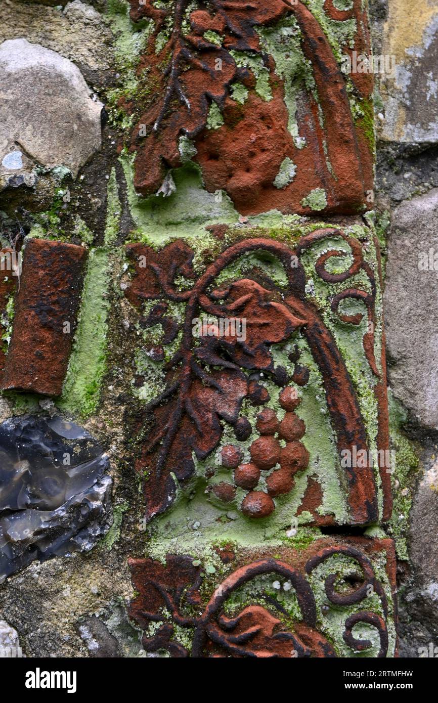 Detail der Weinrebe in Steinmauer, Plantagengarten, norwich Stockfoto