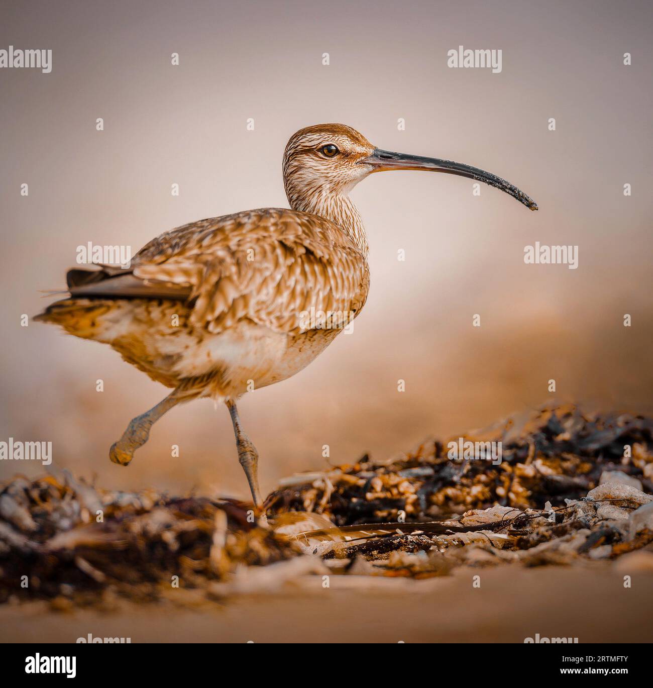 Das gestörte Wimmern. Zmudowski State Beach in Moss Landing, Kalifornien: ATEMBERAUBENDE Bilder zeigen einen gestörten Whimbrel, der anmutig tanzt und posiert Stockfoto