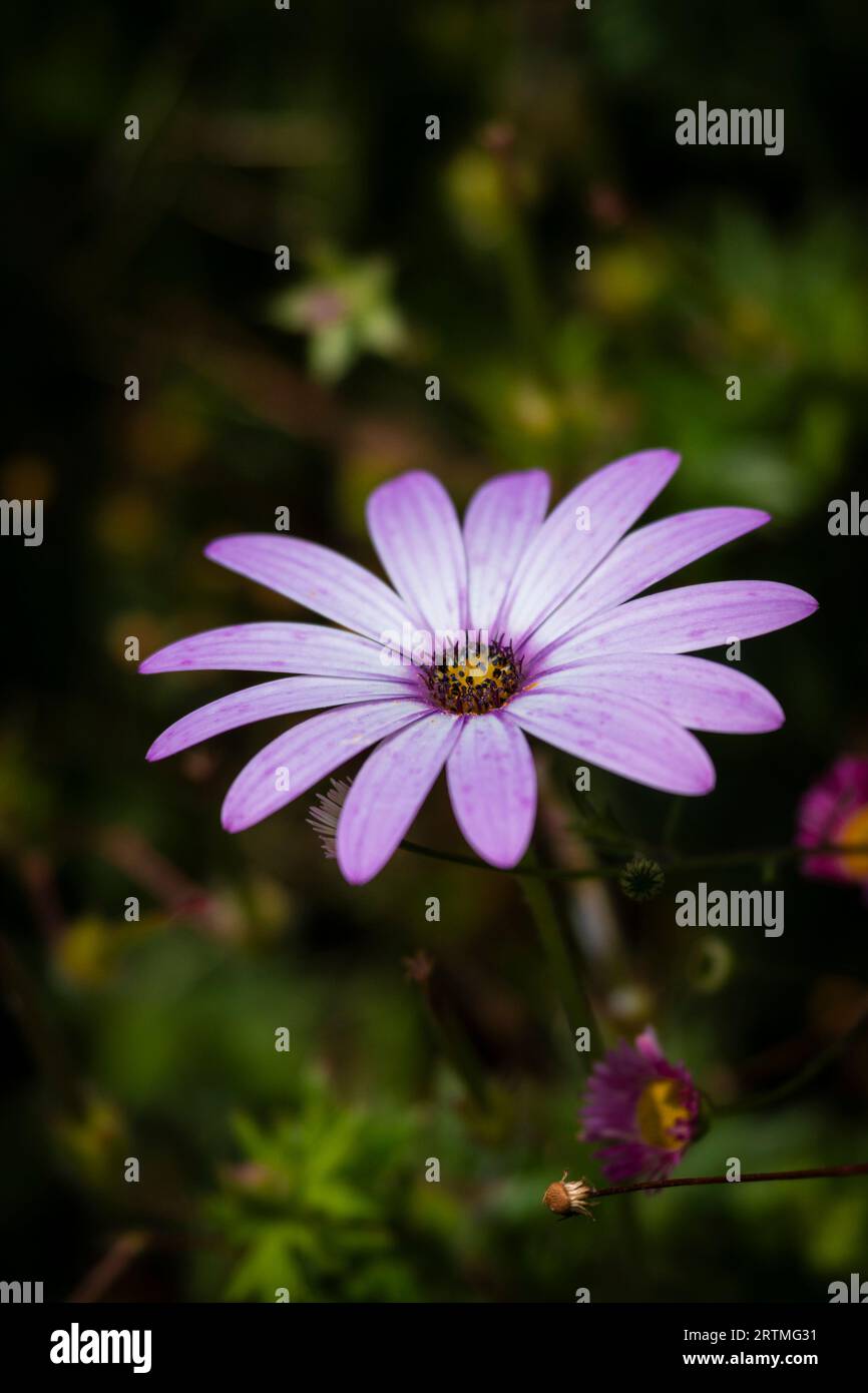 Nahaufnahme einer Osterspermum-Blume, afrikanische Daisy. Stockfoto