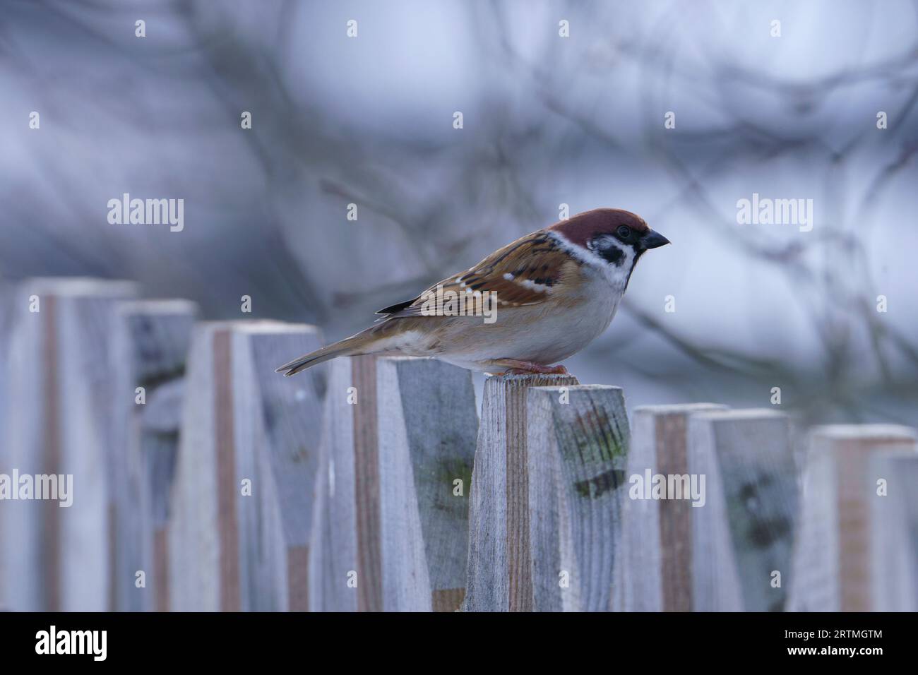 Passer montanus Familie Passeridae Gattung Passer Eurasischer Baumspatzen Deutscher Spatzen Stockfoto