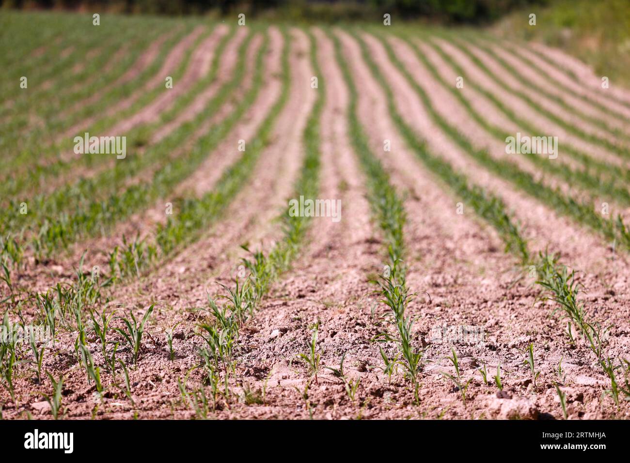 Junge Maisfelder. Kulturpflanzen und Landwirtschaft. Globale Erwärmung. Stockfoto