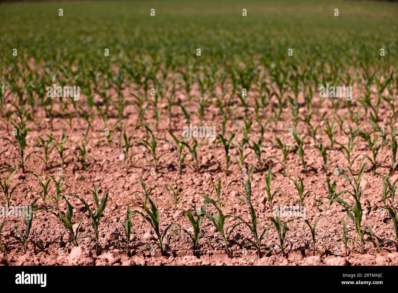 Junge Maisfelder. Kulturpflanzen und Landwirtschaft. Globale Erwärmung. Stockfoto