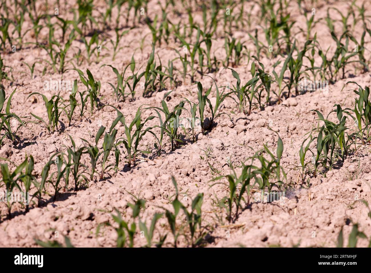 Junge Maisfelder. Kulturpflanzen und Landwirtschaft. Globale Erwärmung. Stockfoto