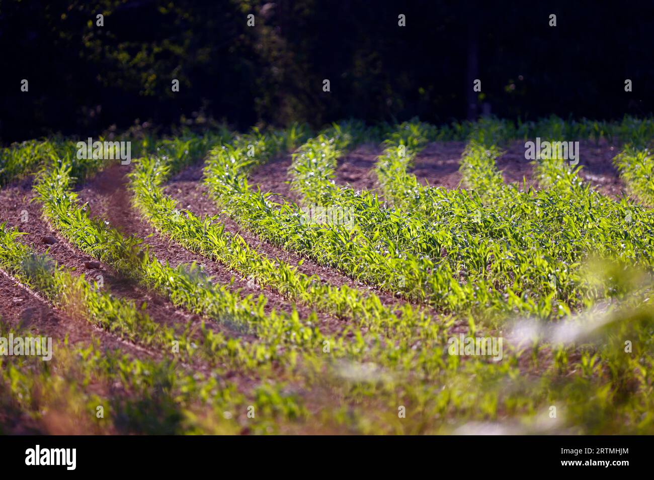 Junge Maisfelder. Kulturpflanzen und Landwirtschaft. Globale Erwärmung. Stockfoto