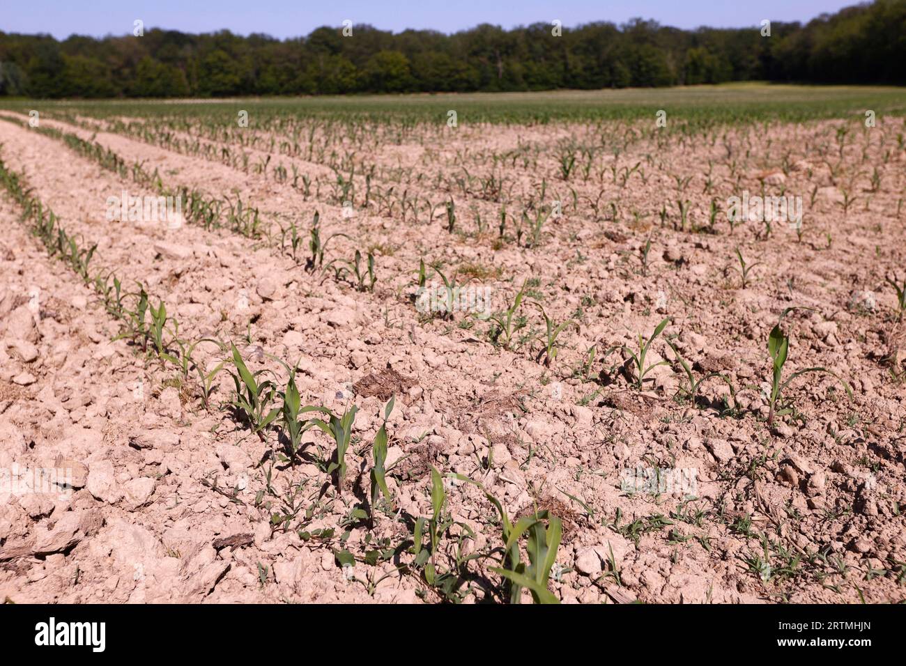 Junge Maisfelder. Kulturpflanzen und Landwirtschaft. Globale Erwärmung. Stockfoto