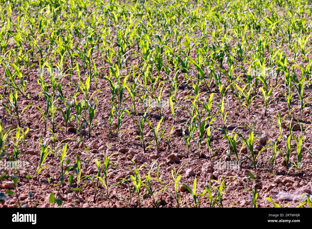 Junge Maisfelder. Kulturpflanzen und Landwirtschaft. Globale Erwärmung. Stockfoto