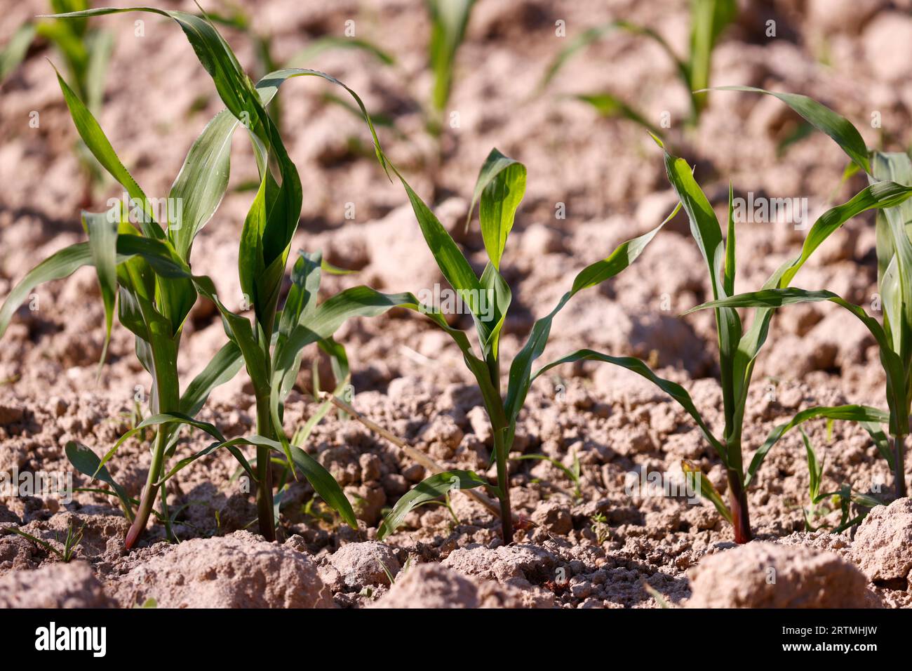 Junge Maisfelder. Kulturpflanzen und Landwirtschaft. Globale Erwärmung. Stockfoto