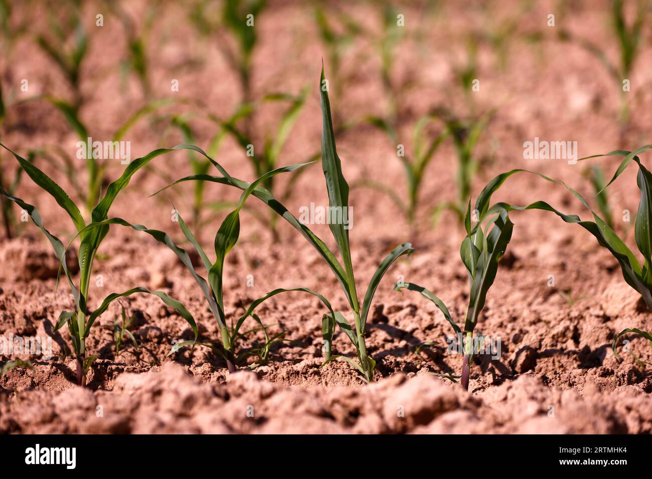 Junge Maisfelder. Kulturpflanzen und Landwirtschaft. Globale Erwärmung. Stockfoto