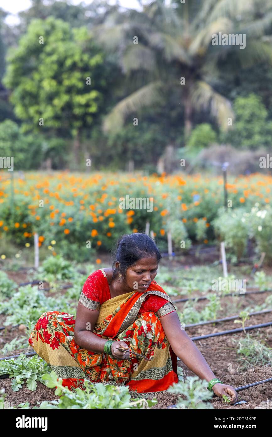 Gärtner bei der Arbeit in einem der Gärten des Goverdan Ecovillage, Maharashtra, Indien Stockfoto